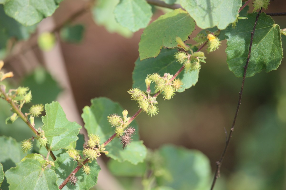 Triumfetta glabra Spreng.